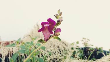 Purple Flower thumb