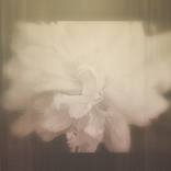 Rose - Limited Edition 1 of 5 by Anastasia K