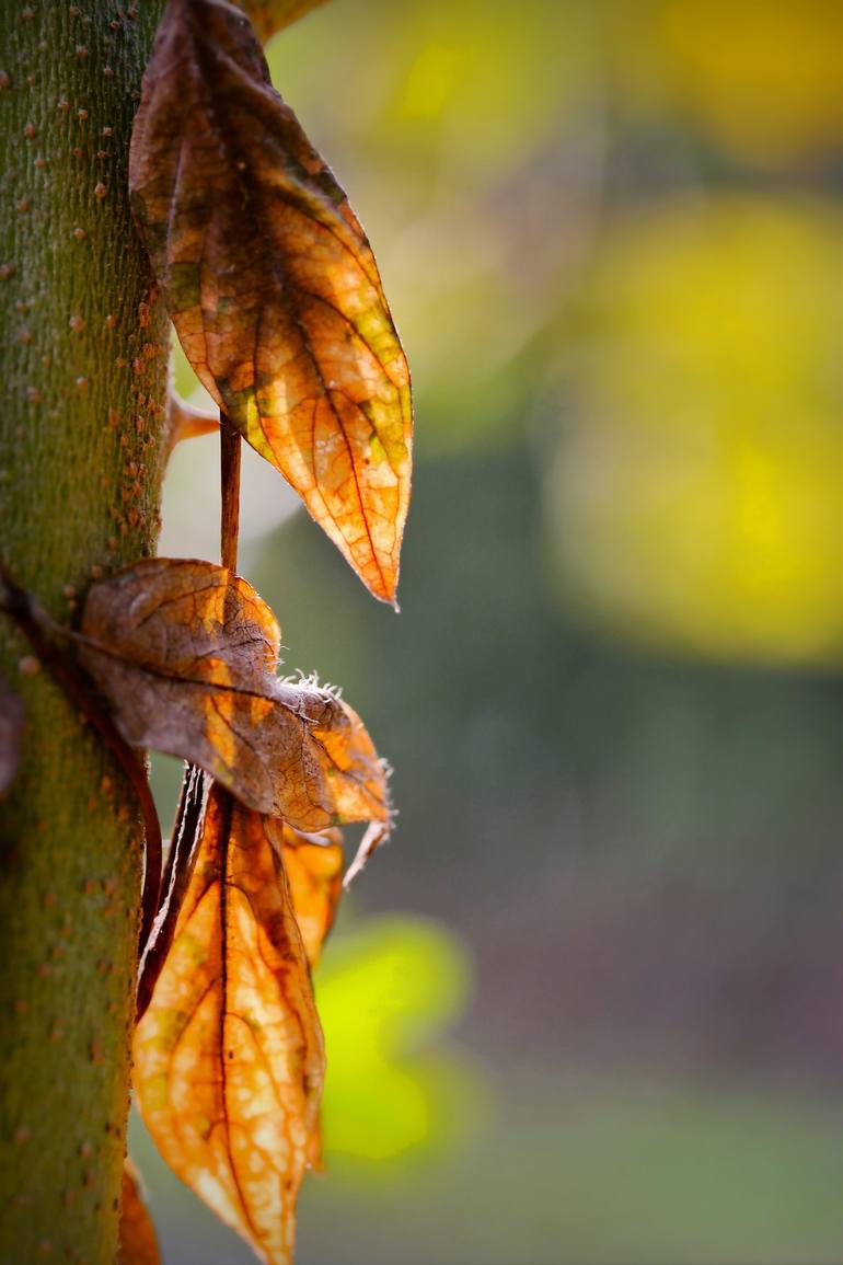 Original Photorealism Nature Photography by Nuch Klai