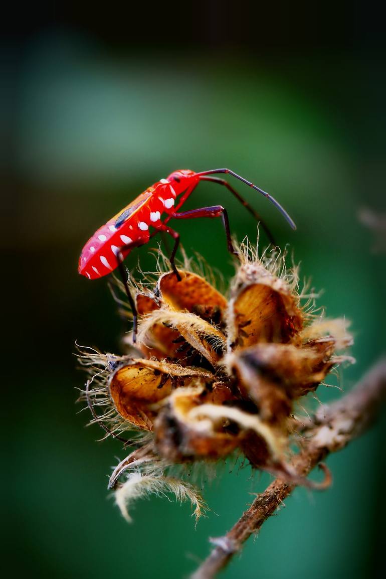 Original Photorealism Animal Photography by Nuch Klai