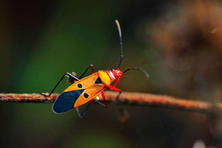 Original Photorealism Animal Photography by Nuch Klai