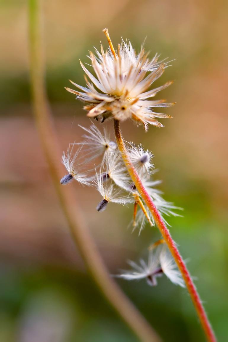 Original Photorealism Nature Photography by Nuch Klai