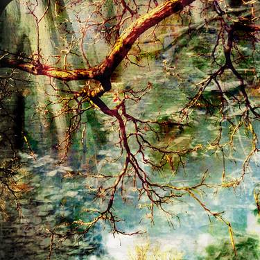 Original Abstract Expressionism Nature Photography by Maureen Ruddy Burkhart