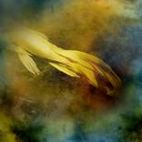 Float by Stephanie Dalton
