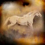 Fire Horse Dream by Stephanie Dalton