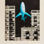 Collection Tubarões Voadores -Flying Sharks