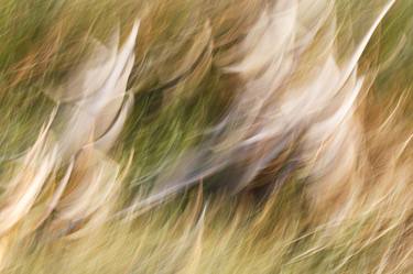 Original Abstract Nature Photography by Phil Gough