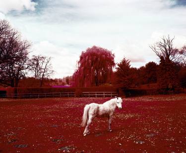 Between Greystones and Rose Court (Pony). 2011. From The Village series. 4/5 Edition. thumb