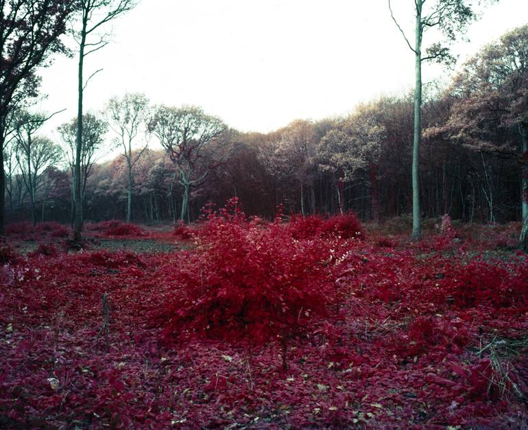 The Devil's Bush. (2010). From The Unseen: An Atlas of Infrared Plates - Limited Edition 1 of 12
