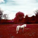 Collection New Photography