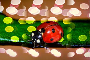 Ladybug in Red thumb