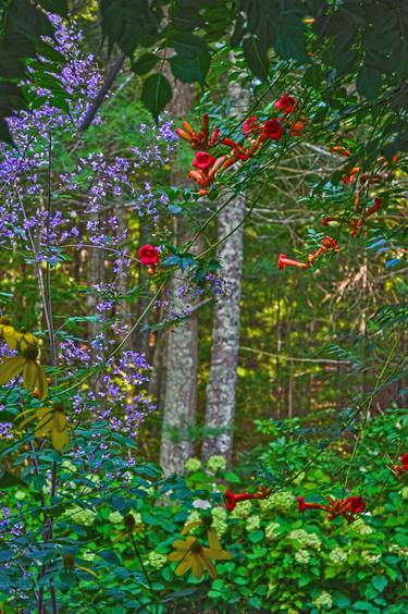 Print of Photorealism Garden Photography by Peter J Robinson Jr