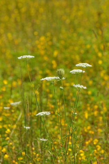 Print of Realism Floral Photography by Peter J Robinson Jr