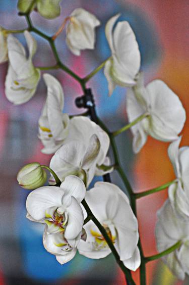 Print of Photorealism Floral Photography by Peter J Robinson Jr