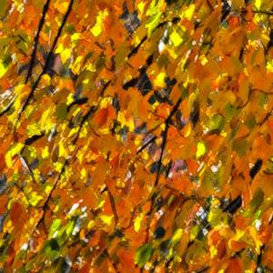 Collection Abstract
