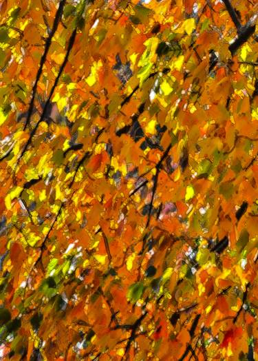 Print of Abstract Seasons Photography by Peter J Robinson Jr