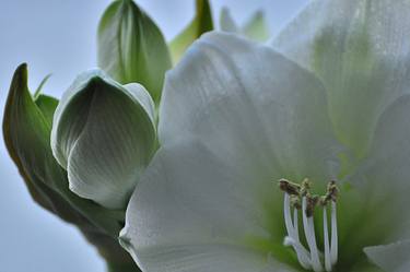 Print of Photorealism Floral Photography by Peter J Robinson Jr