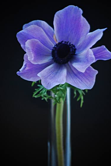 Print of Fine Art Floral Photography by Peter J Robinson Jr