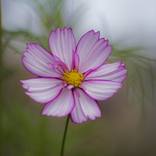 Collection Flora and Nature