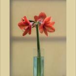 Collection Flora and Nature