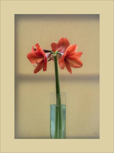 Red Amaryllis in front of Canvas thumb