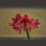 Collection Flora and Nature