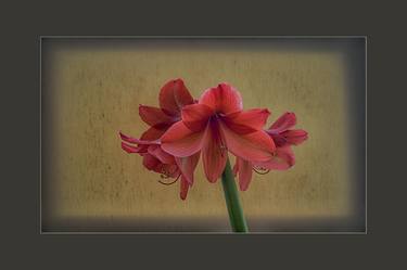 Original Fine Art Floral Photography by Peter J Robinson Jr