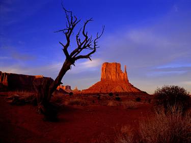 Mitten and Pine Tree at Monument Valley thumb