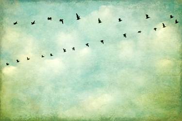 A flock of Seagulls thumb