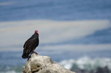 Turkey Vulture IV thumb