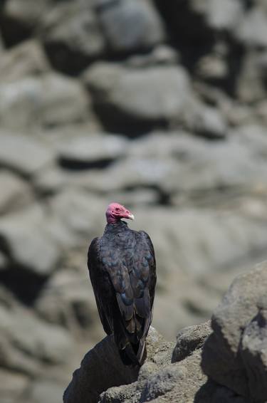 Turkey Vulture V thumb