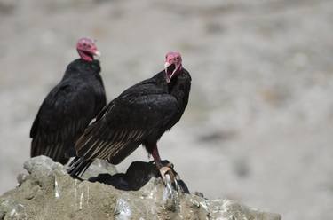 Turkey Vulture claiming thumb