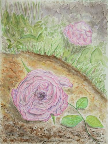 Pink Roses on the Path, Middleton Hall thumb