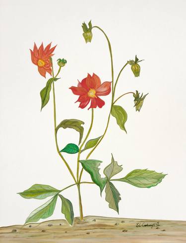 Print of Fine Art Botanic Paintings by E-L Cartwright