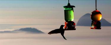 Hummingbird Rio De Janeiro thumb