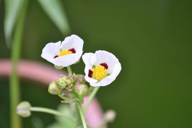 Original Documentary Floral Photography by Dyena Abdul Latif