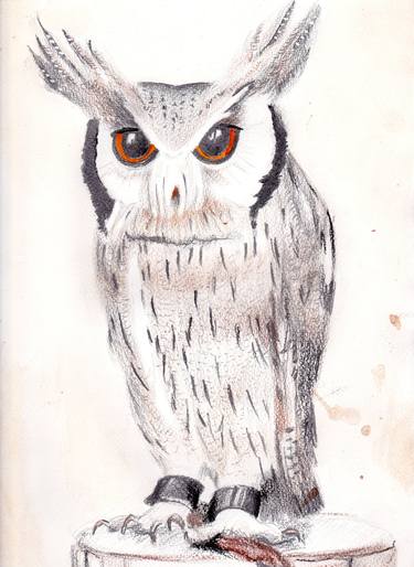 Original Animal Drawings by Gordana Markovic