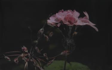 Print of Conceptual Floral Photography by Prapat Jiwarangsan