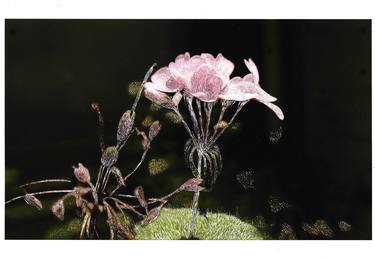 Nocturnal flower no.3 (small) - Limited Edition 2 of 10 thumb