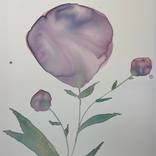 Watercolor Flower 1 by Megan Jefferson