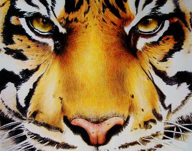 Original Photorealism Animal Drawings by Jennifer Doehring