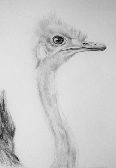 Original Animal Drawings by Jennifer Doehring