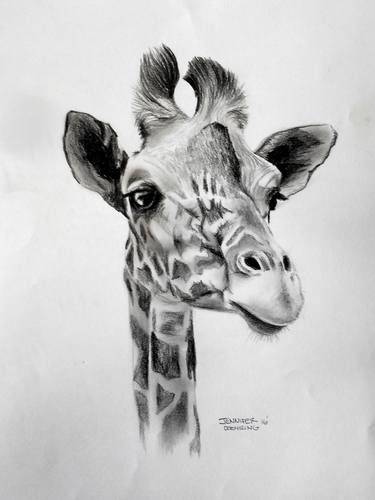 Original Fine Art Animal Drawings by Jennifer Doehring