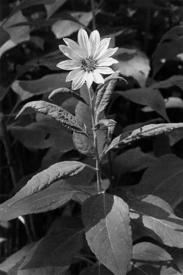 Wildflower thumb