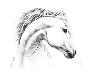 Print of Horse Drawings by E Drawings