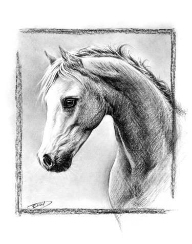 Print of Horse Drawings by E Drawings