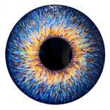 Blue iris by Marjan Fahimi