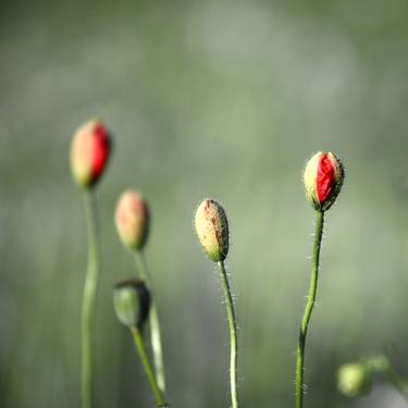 Print of Floral Photography by Janis Katlaps