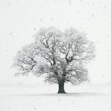 Print of Minimalism Tree Photography by Andrew Bret Wallis