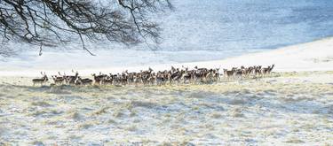 Winter Deer herd - Ltd Edition of only 20 thumb